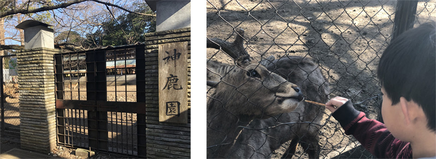 大島神社鹿.jpg